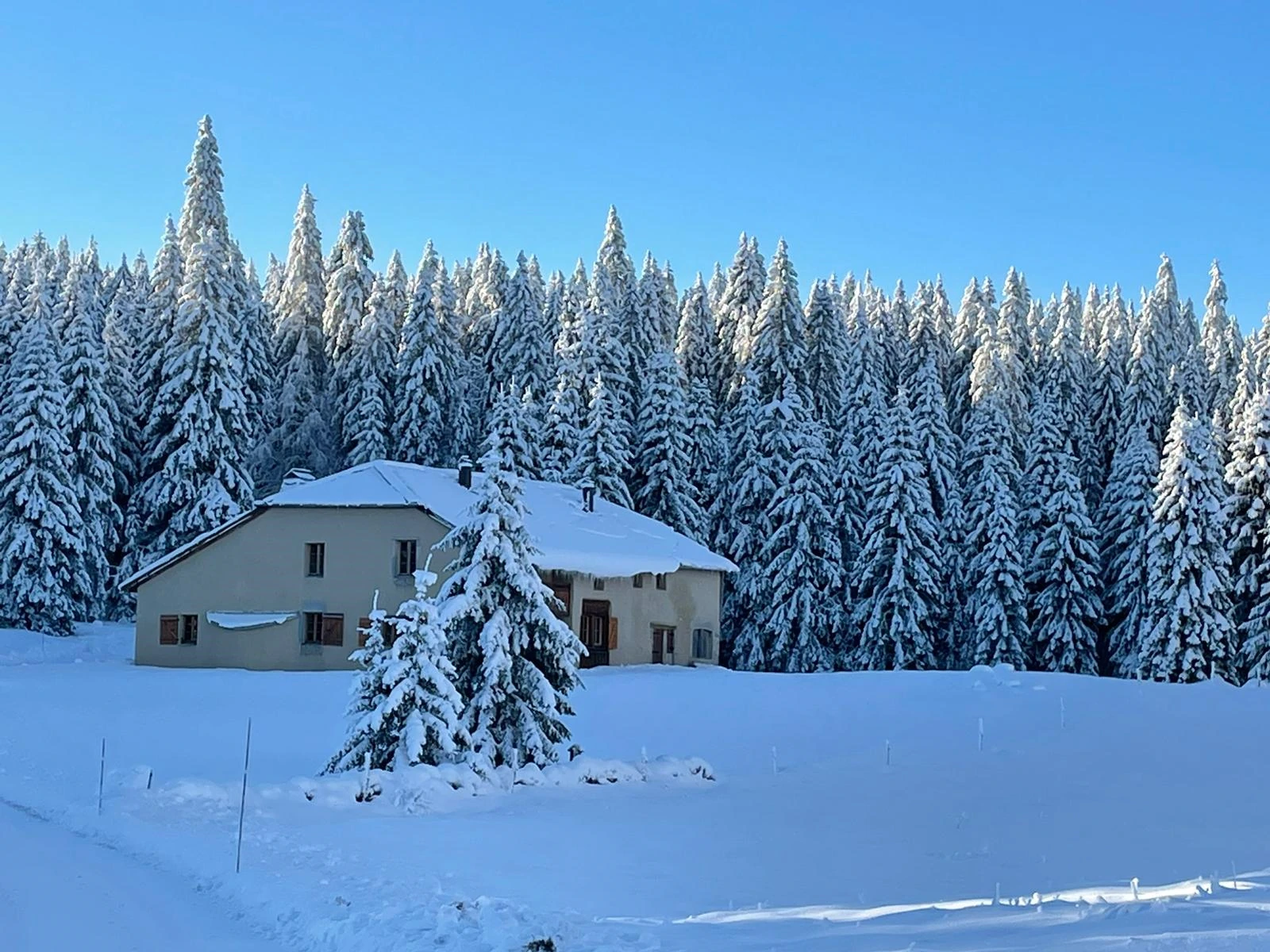 Le refuge sous la neige devant la forêt de sapins