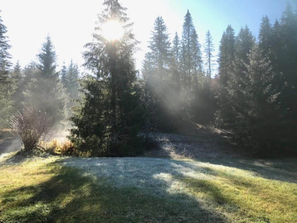 La lumière du soleil entre les sapins près du refuge
